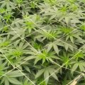 Cannabis plants growing under a protective netting system in what appears to be an agricultural or cultivation setting.