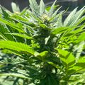 Green leafy plant with serrated leaves growing outdoors in natural lighting