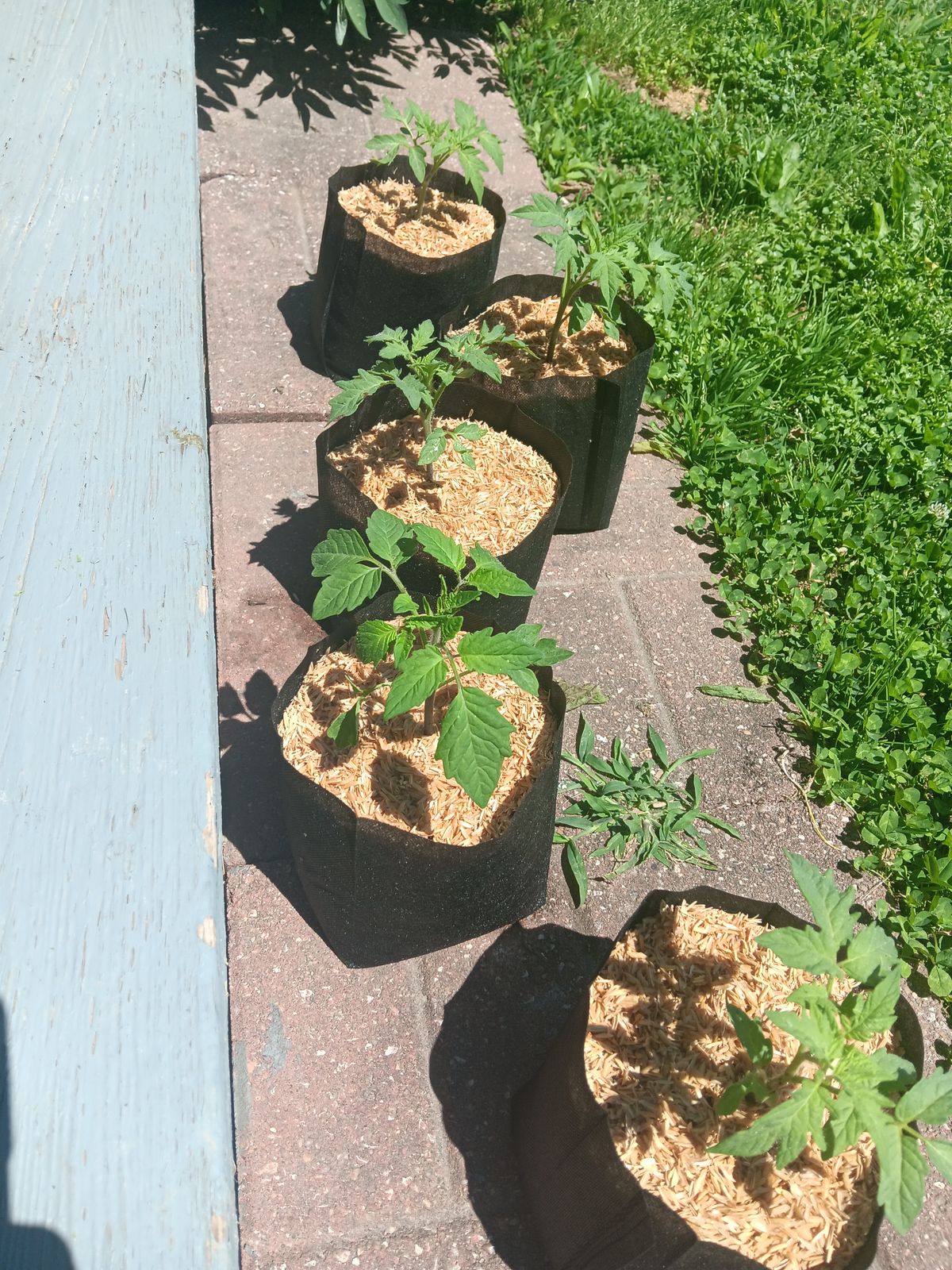 Five black fabric grow bags with young tomato plants and wood chip mulch arranged on a concrete patio next to green grass