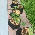 Five black fabric grow bags with young tomato plants and wood chip mulch arranged on a concrete patio next to green grass