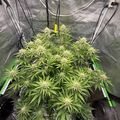 Indoor growing tent with plants under artificial lighting