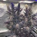 Indoor plants growing under artificial lighting in a controlled environment