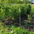 A vegetable garden with raised beds containing various plants and climbing vines supported by trellises, surrounded by green grass and trees