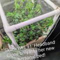 A small indoor growing setup with young green plants in a fabric planter bed covered by a white PVC frame structure