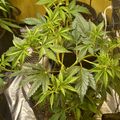 Indoor plants with green serrated leaves growing in containers under artificial lighting