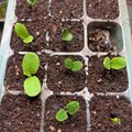 Seedling tray with young green plants sprouting from soil in individual compartments
