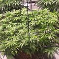 Indoor plants growing in pots with support structures under artificial lighting