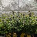 Indoor plants growing in a controlled environment with reflective walls and ventilation equipment