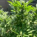 Green leafy plants growing in a garden or outdoor setting