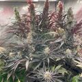 Indoor plants growing under artificial lighting in a controlled environment