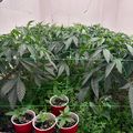 Indoor garden setup with various plants growing in red containers under grow lights in a white-walled space