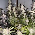 Indoor plants with dense foliage and flowering buds growing under artificial lighting