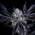 Close-up of a mature cannabis plant with dark purple leaves and dense flower buds covered in trichomes against a black background