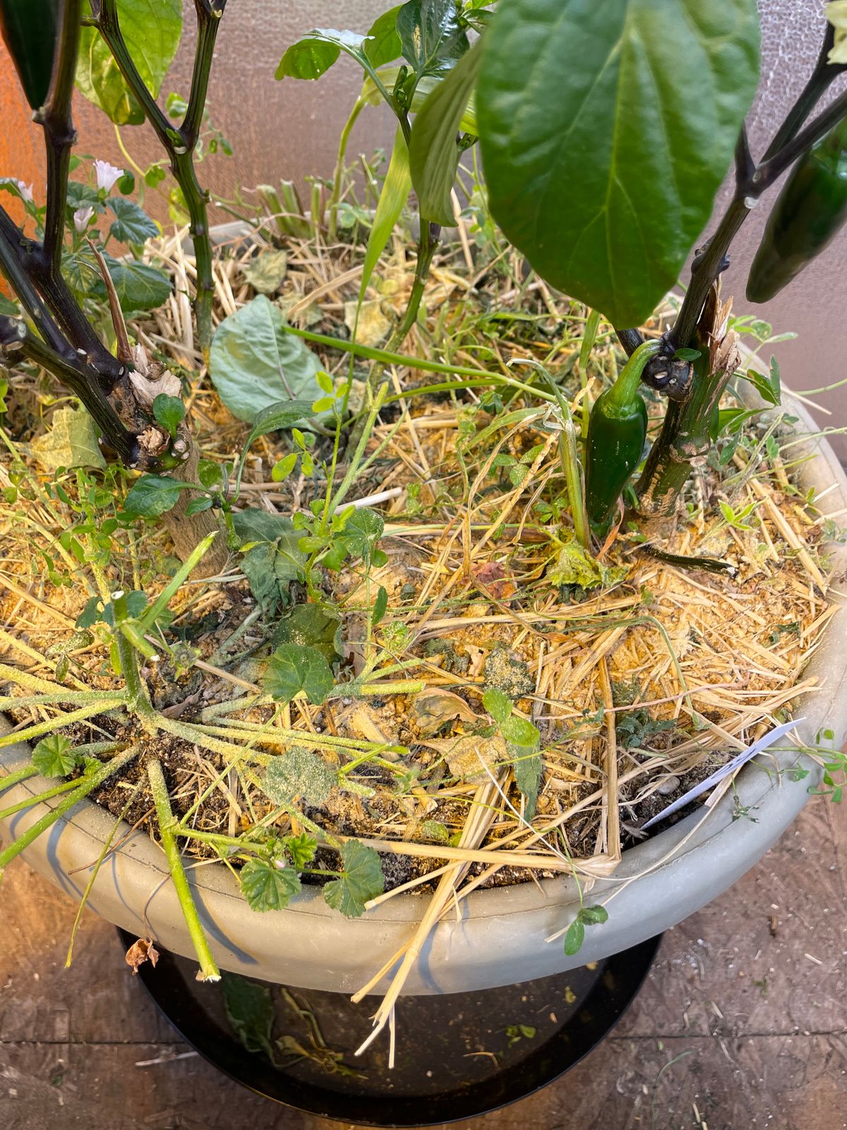 Mustard Seed Meal BuildASoil