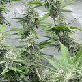 Cannabis plants with flowering buds drying on mesh screens