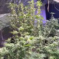 Indoor plants growing under artificial lighting in a cultivation setup