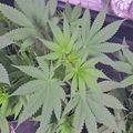 Cannabis plants growing under purple LED grow lights in an indoor cultivation setup