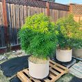 Three large potted plants growing in fabric containers placed on wooden pallets in a backyard garden setting with wooden fencing