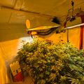 Indoor growing setup with plants under artificial lighting and ventilation equipment