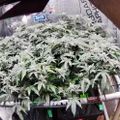 Indoor hydroponic growing setup with plants under artificial lighting in a reflective tent enclosure