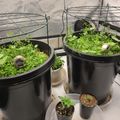 Indoor hydroponic growing setup with two black bucket containers filled with green leafy plants, protective wire cages, and small potted seedlings on the floor of a grow tent