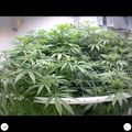 Indoor plants growing under artificial lighting with ventilation fans in a controlled environment