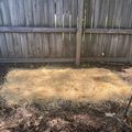 A pile of golden straw or hay mulch spread on dark soil in a backyard garden area with a wooden fence in the background