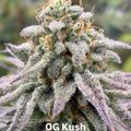 A mature cannabis plant with dense, frosty white trichomes covering the buds and leaves, photographed on day 42 of flowering