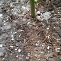 A green plant stem growing from dark soil mixed with white perlite or similar growing medium