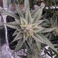 Cannabis plant with dense trichome-covered buds in an indoor growing environment