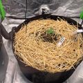Indoor growing setup with a small plant seedling in a black pot filled with straw mulch, inside a reflective grow tent with ventilation equipment