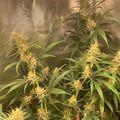 Cannabis plants growing in an indoor cultivation setup with netting visible in background