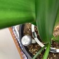 A digital soil moisture meter placed in a potted plant with green leaves, showing readings on its circular display