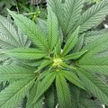 Green leafy plant with serrated edges growing in what appears to be an indoor cultivation setup