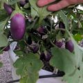 A hand reaching toward purple eggplants growing on a plant in a white container
