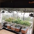 Indoor growing tent with plants under artificial lighting
