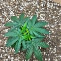 Young cannabis plant growing in soil with white perlite pellets