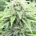 Cannabis plant with white pistils and trichomes in flowering stage