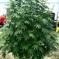 Large leafy plant growing in a container in a backyard garden setting