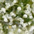 Close-up view of water droplets on green plant surface