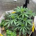 A potted plant with distinctive serrated leaves growing in a container garden setting
