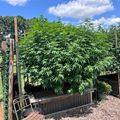 A backyard garden with tall green plants growing in raised beds, surrounded by wooden fencing and support structures under a blue sky with white clouds.