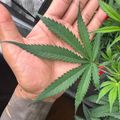 A hand holding a green serrated leaf from a plant with similar foliage visible in the background