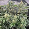Indoor plants growing under artificial lighting in a controlled environment