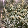 Indoor garden with green leafy plants growing under grow lights in a controlled environment