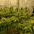 Indoor plants growing under artificial lighting in a controlled environment