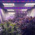 Indoor grow tent with plants under LED grow lights
