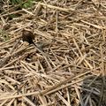 A small dark-colored snake with a long thin body slithering through dried grass and straw on the ground