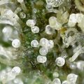 Close-up macro photograph of water droplets on green plant leaves and stems