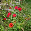 A garden bed with bright red zinnia flowers blooming among green foliage, with a wooden trellis structure and lawn visible in the background